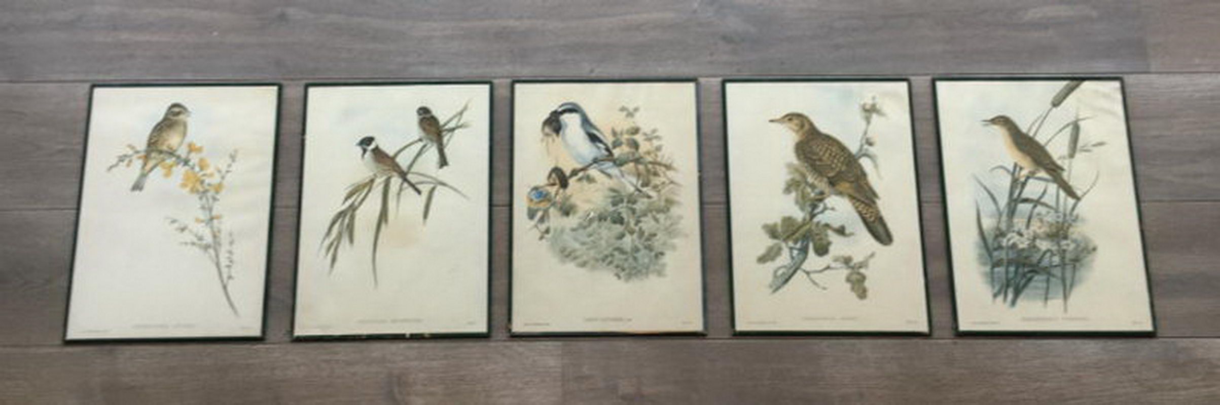 Set of 5 birds engraving