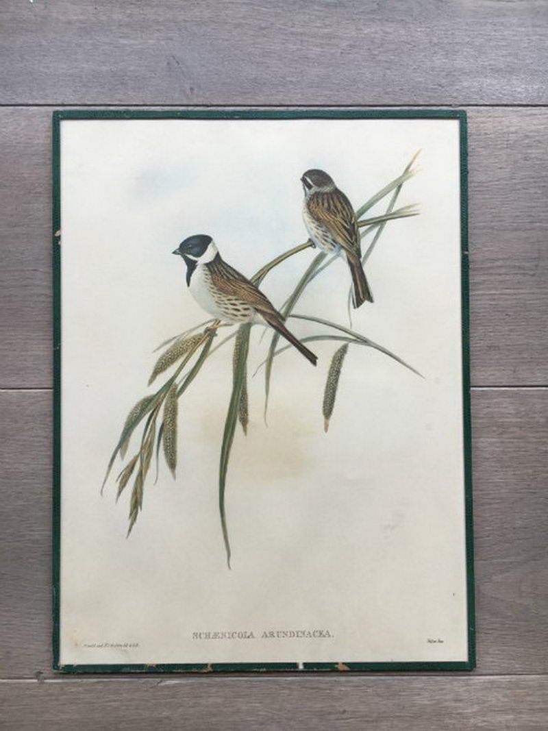 Suite de 5 Gravures d’Oiseaux