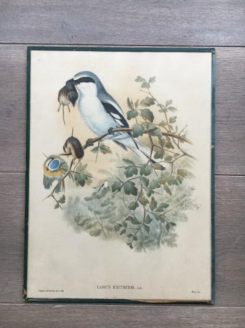 Suite de 5 Gravures d’Oiseaux