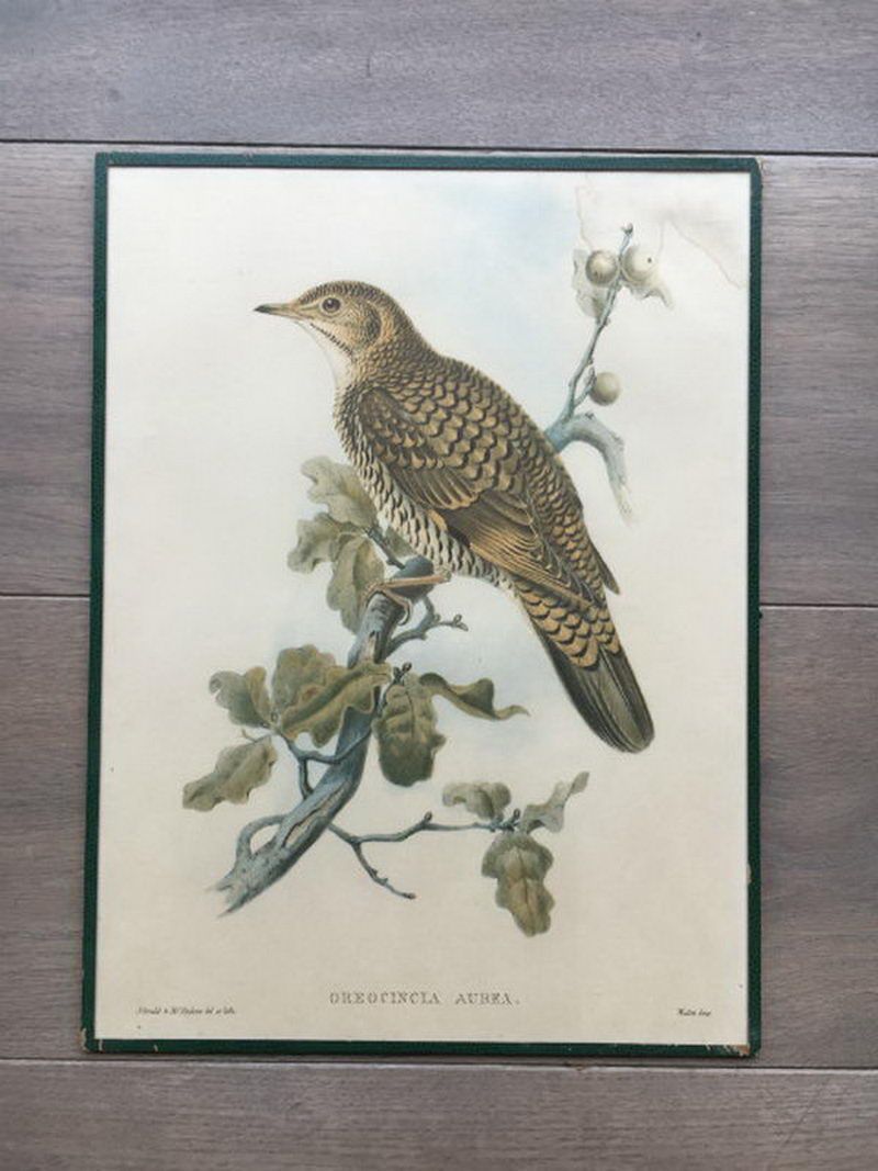 Suite de 5 Gravures d’Oiseaux