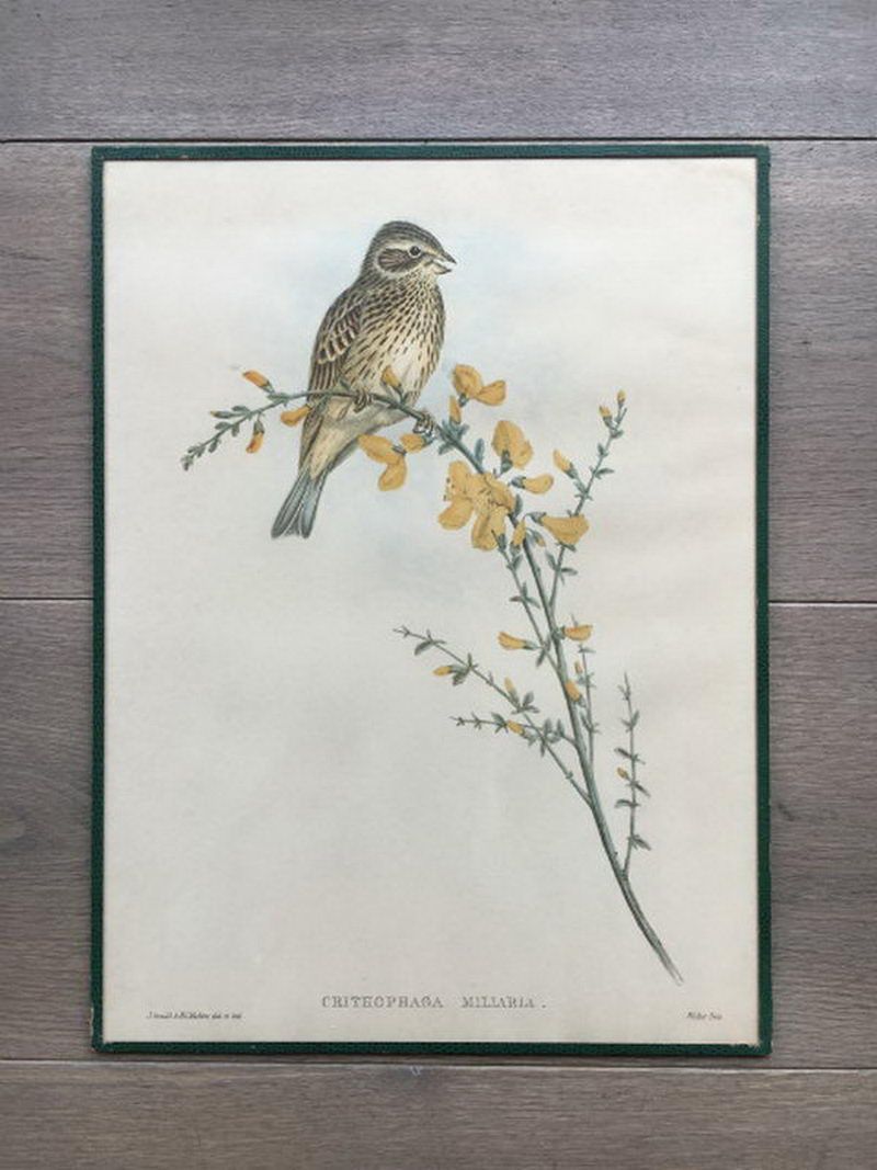 Suite de 5 Gravures d’Oiseaux