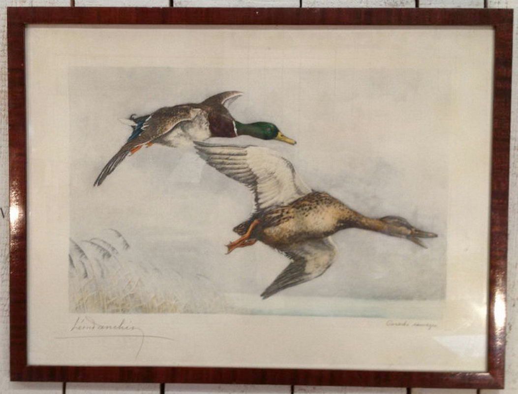 Gravure "Canard Sauvages de Léon Danchin". Signé et numéroté